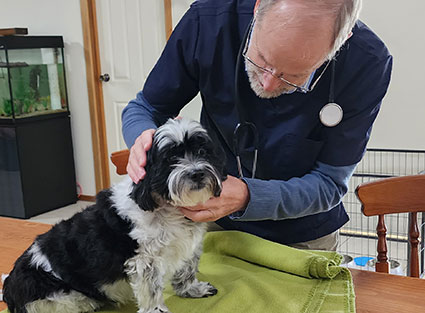 Adelaide Mobile Vet Services Paws Plus