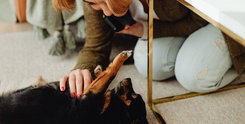 Dog Anxiety and Fear of People: What It Looks Like and How to Help