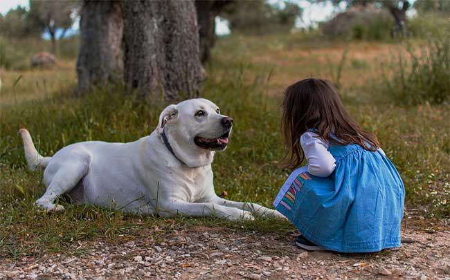 Adelaide Mobile Vet Services Routine Preventative Pet Care